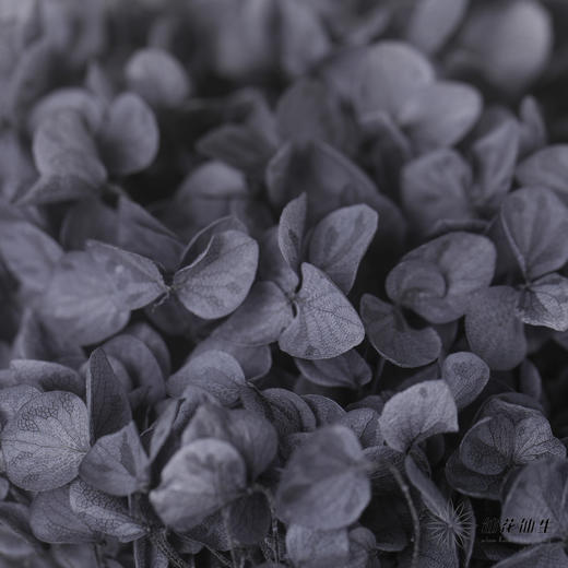 永生绣球 | 岩石灰 商品图1