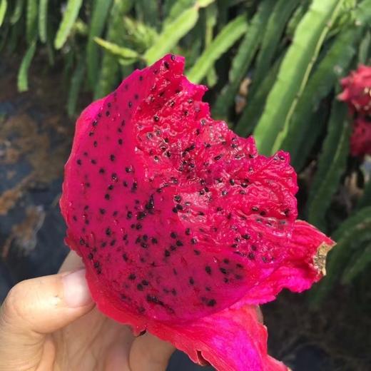 海南红心心火龙果5斤礼盒装  顺丰快递    （购买前看详情） 商品图4