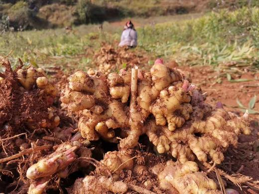 【秒杀中！产地直发】云南高原小黄姜/老姜，姜中“王者”  药食同源的生姜，够香够辣 商品图9
