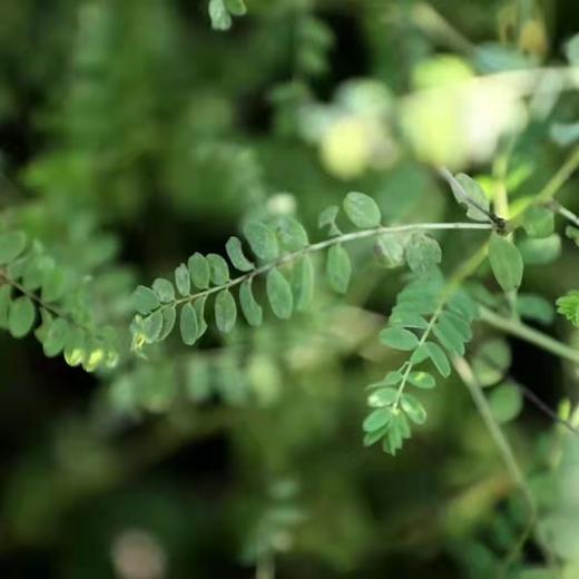野生黄芪（有机认证） 商品图5