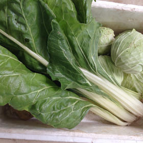 生态莙荙菜 | 绿家自产*ecological Swiss chard | Self-production