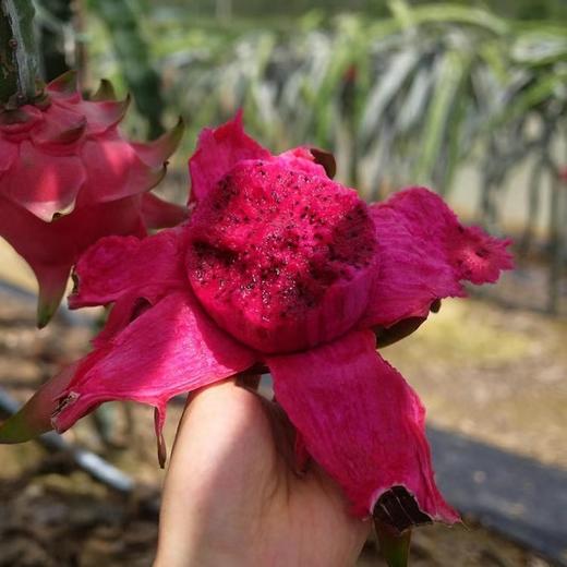 海南红心心火龙果5斤礼盒装  顺丰快递    （购买前看详情） 商品图7