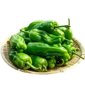 新鲜精品青椒（箱装）