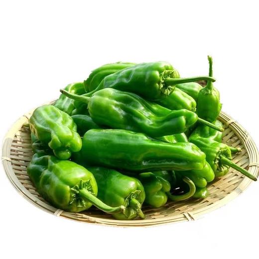 新鲜精品青椒（箱装） 商品图0