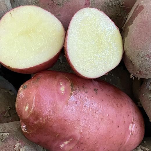 今年新土豆！【雪山脚下的红皮洋芋 】粉面软糯口感炸裂！富含花青素和硒元素 现挖现发 商品图7