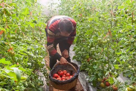 莲湖西红柿  门店 商品图3