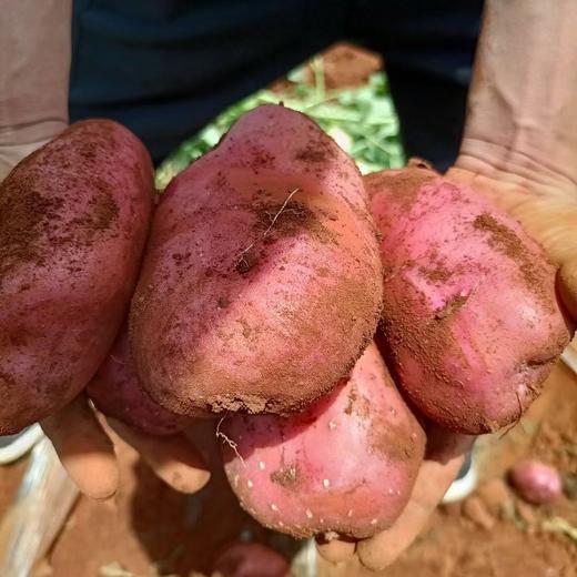 今年新土豆！【雪山脚下的红皮洋芋 】粉面软糯口感炸裂！富含花青素和硒元素 现挖现发 商品图8