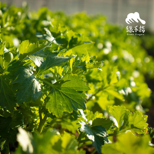 生态西芹/鲍芹（包邮）| 绿家自产 * Eco-celery | Self-production 商品图5