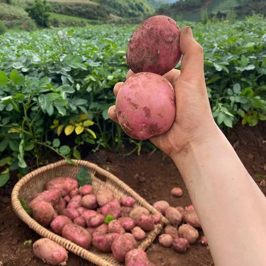 今年新土豆！【雪山脚下的红皮洋芋 】粉面软糯口感炸裂！富含花青素和硒元素 现挖现发 商品图6