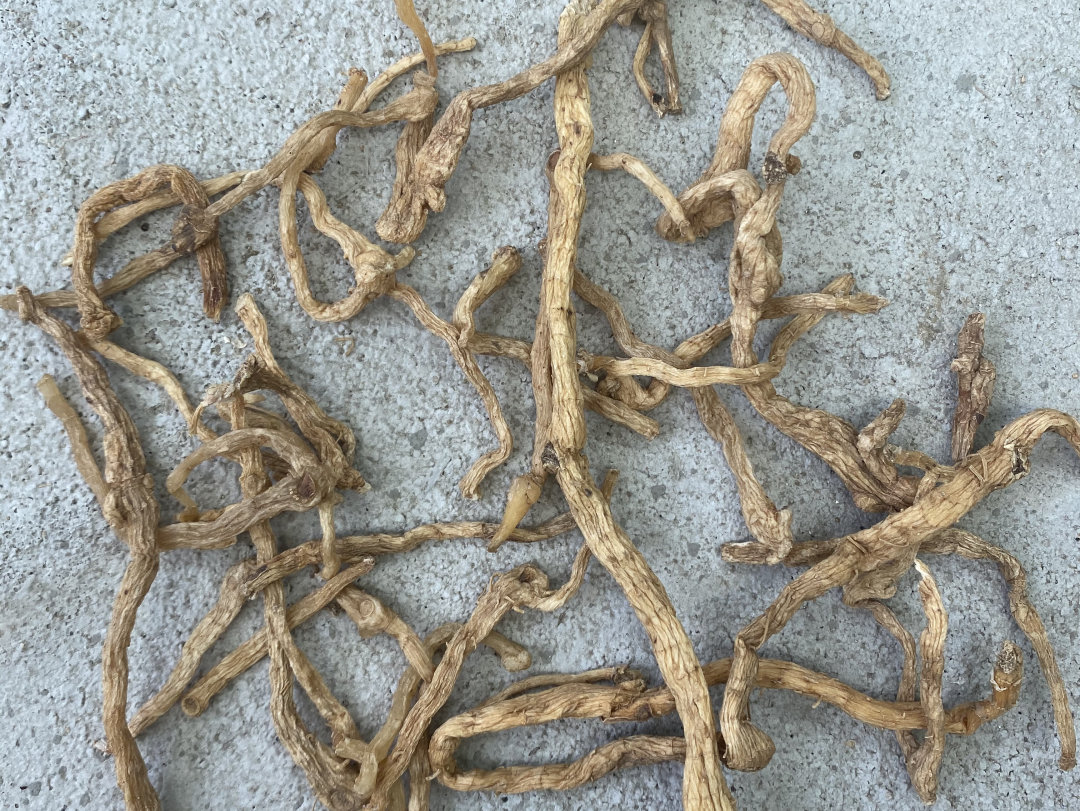 长白山野生玉竹