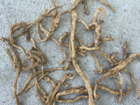 长白山野生玉竹