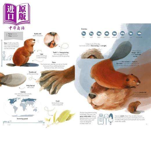 【中商原版】Super Animals Builders 动物建筑师 英文原版 进口图书 神奇动物系列 儿童知识绘本 生物学 亲子图画书 5岁以上 商品图3
