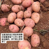今年新土豆！【雪山脚下的红皮洋芋 】粉面软糯口感炸裂！富含花青素和硒元素 现挖现发 商品缩略图4