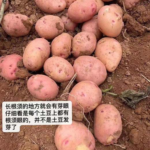 今年新土豆！【雪山脚下的红皮洋芋 】粉面软糯口感炸裂！富含花青素和硒元素 现挖现发 商品图4
