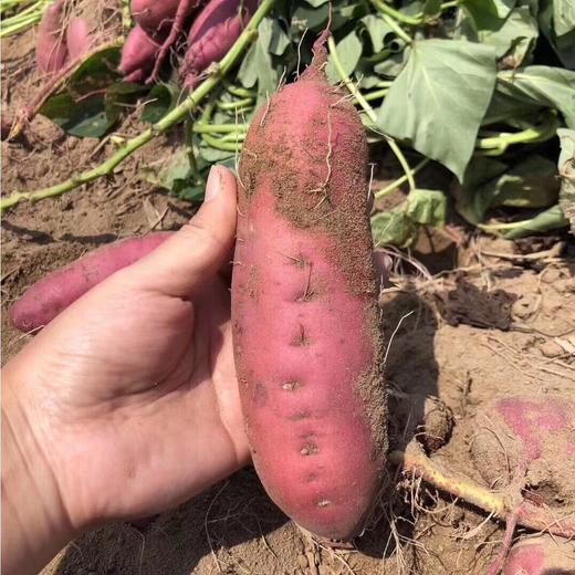 『海南桥头地瓜』真正的香嫩无丝，入口粉糯香甜，一切都刚好！ 商品图4