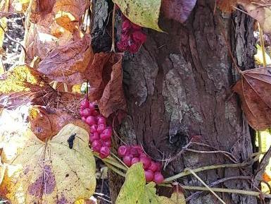 野生五味子 商品图0