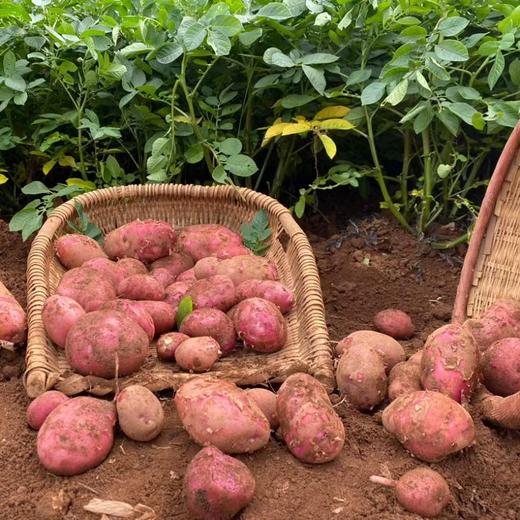 今年新土豆！【雪山脚下的红皮洋芋 】粉面软糯口感炸裂！富含花青素和硒元素 现挖现发 商品图2