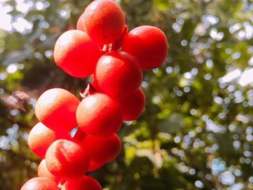 野生五味子 商品图2