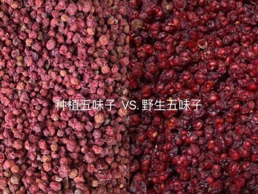 野生五味子 商品图1