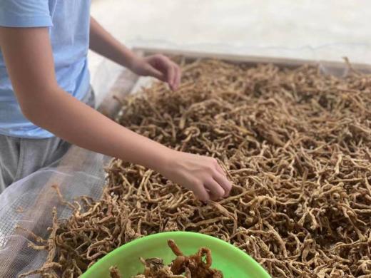 长白山野生玉竹 商品图1