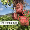 今年新土豆！【雪山脚下的红皮洋芋 】粉面软糯口感炸裂！富含花青素和硒元素 现挖现发 商品缩略图5