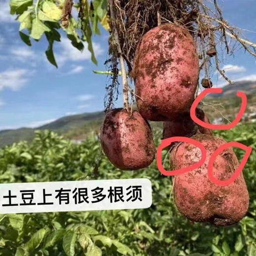 今年新土豆！【雪山脚下的红皮洋芋 】粉面软糯口感炸裂！富含花青素和硒元素 现挖现发 商品图5