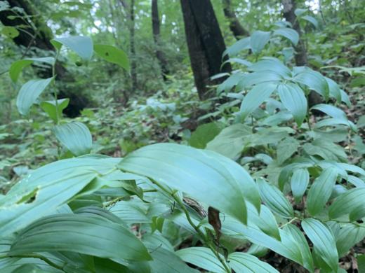 长白山野生玉竹 商品图3