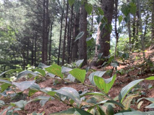 长白山野生玉竹 商品图2