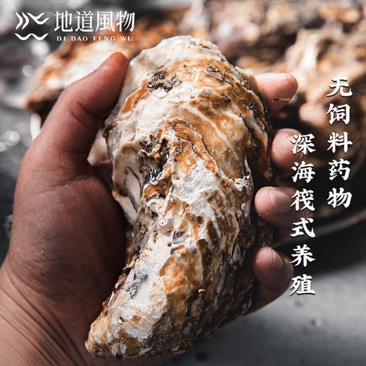 新鲜乳山生蚝 原产地直采 精选6两蚝王 丰腴肥美 入口嫩滑淡淡乳香 商品图9