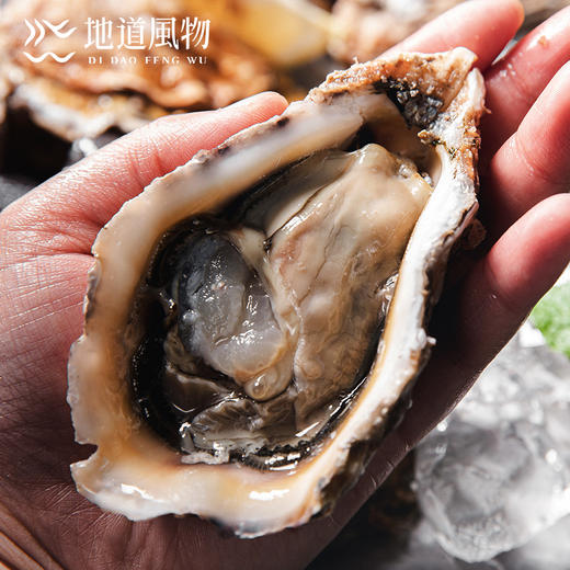 新鲜乳山生蚝 原产地直采 精选6两蚝王 丰腴肥美 入口嫩滑淡淡乳香 商品图10