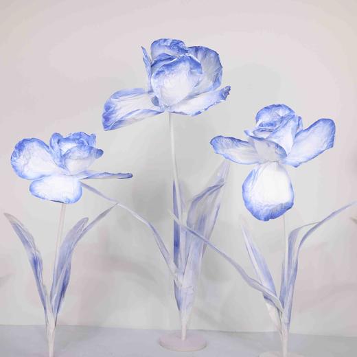 鸢尾花（运费自理） 商品图8