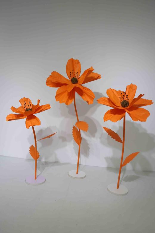 秋英（运费自理） 商品图12