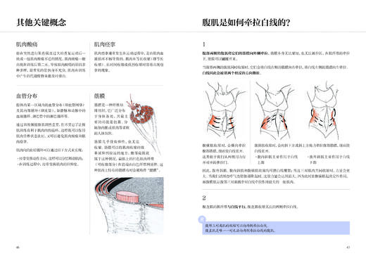 腹部功能康复训练 商品图5