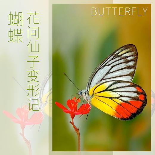 【北京】昆虫嘉年华 | 花间仙子变形记 | 蝴蝶 商品图0