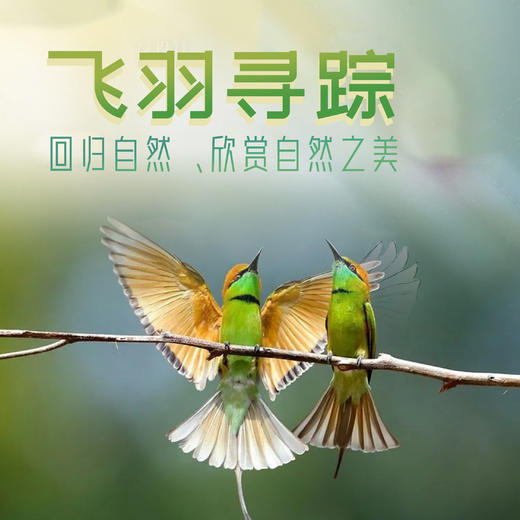 【北京】飞羽寻踪 I 欣赏自然之美 商品图0