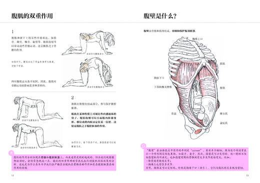 腹部功能康复训练 商品图3