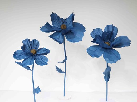 秋英（运费自理） 商品图5