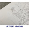 【无步骤】李长白竖幅工笔花鸟画白描底稿-荷花《并蒂莲》LB02 商品缩略图4