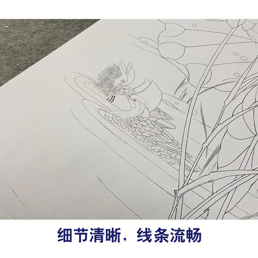 【无步骤】李长白竖幅工笔花鸟画白描底稿-荷花《并蒂莲》LB02 商品图4