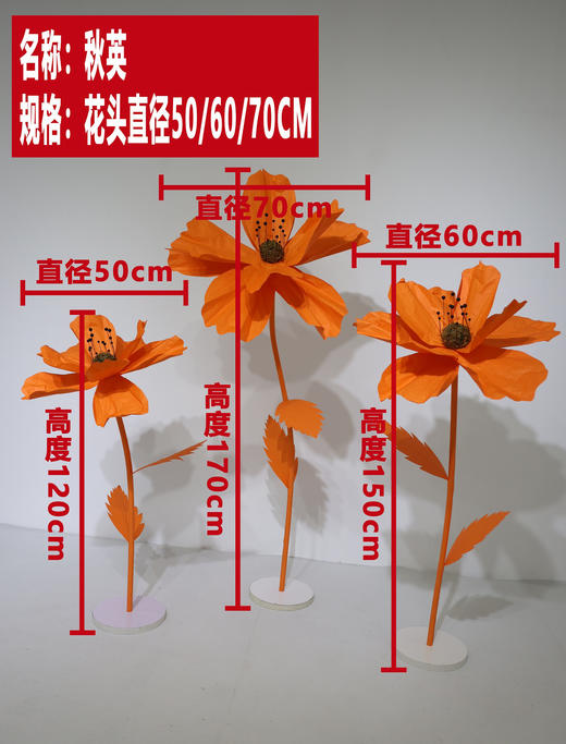 秋英（运费自理） 商品图0