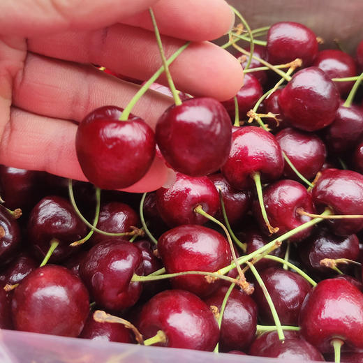 智利santina促销车厘子单j级别2斤装盒5斤装礼盒装果径2628mm