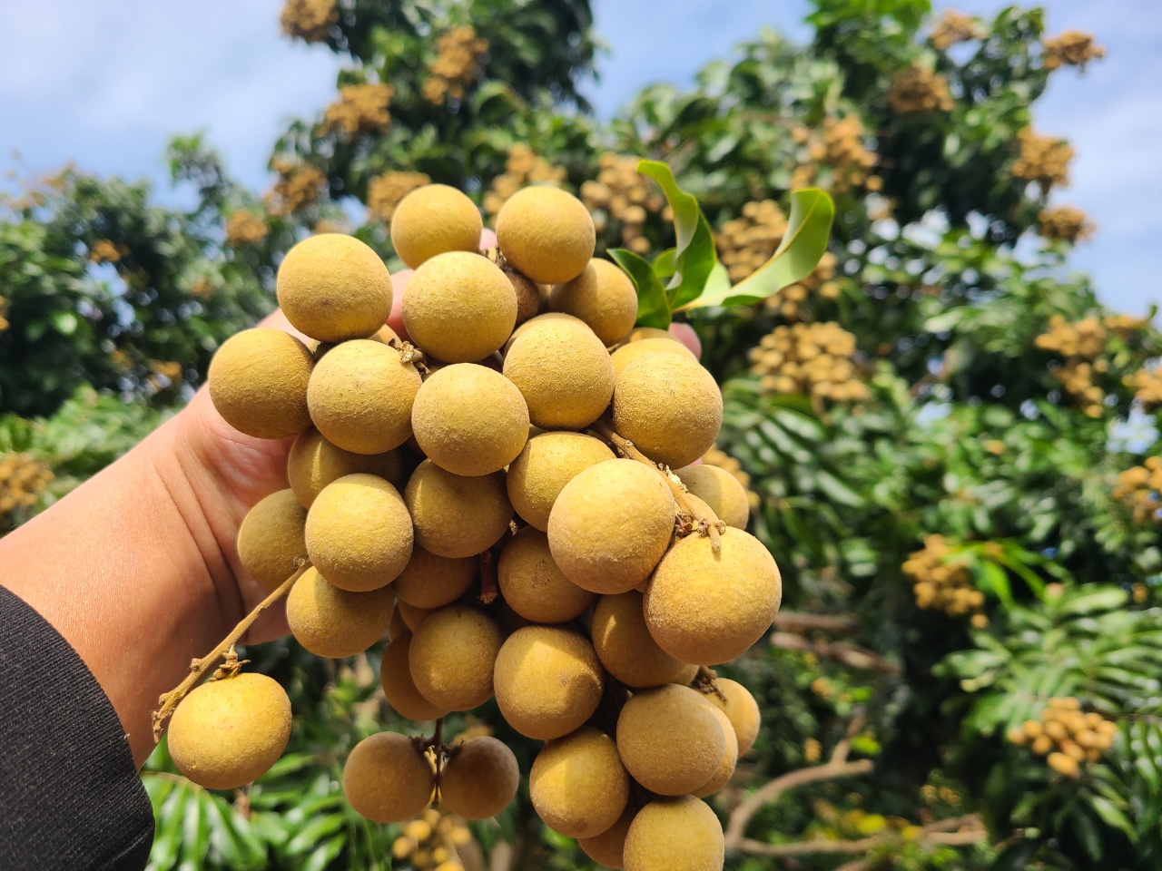 原产地现摘现发海南老树石硖龙眼 顺丰空运