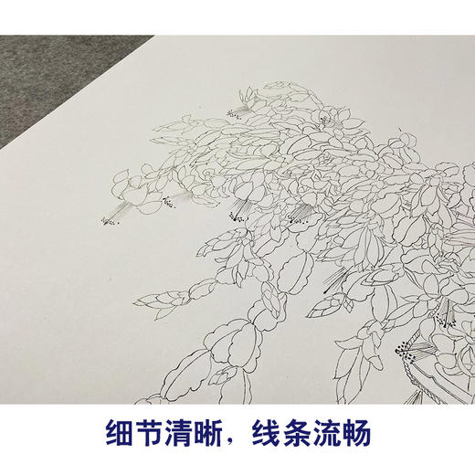 【无步骤】李长白竖幅工笔花鸟画白描底稿《蟹爪兰》LB20 商品图4
