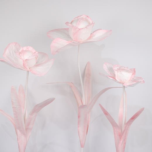 鸢尾花（运费自理） 商品图3