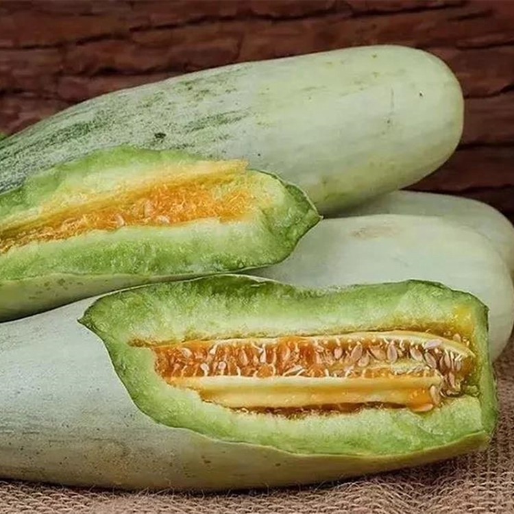头茬山东羊角蜜甜瓜 自然清爽 现摘现发