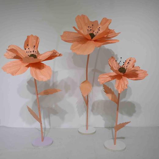 秋英（运费自理） 商品图4