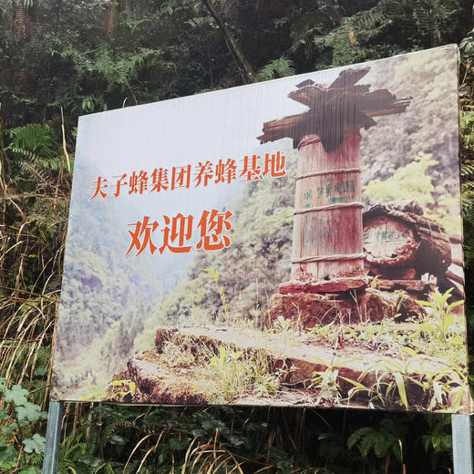 🐝贵州深山特有的蜜源馈赠，纯野山花土蜂蜜，黄果树蜂园夫子蜂蜂蜜，自然成熟，波美度42度~500g 商品图3