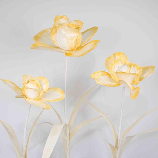 鸢尾花（运费自理） 商品图4