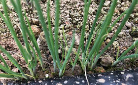 大葱定植移栽自己育苗好还是买苗子好