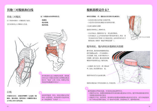 腹部功能康复训练 商品图4